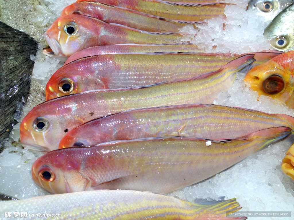 广东汕尾本港纯野生青根码头鱼 手钓 肉质嫩滑细腻