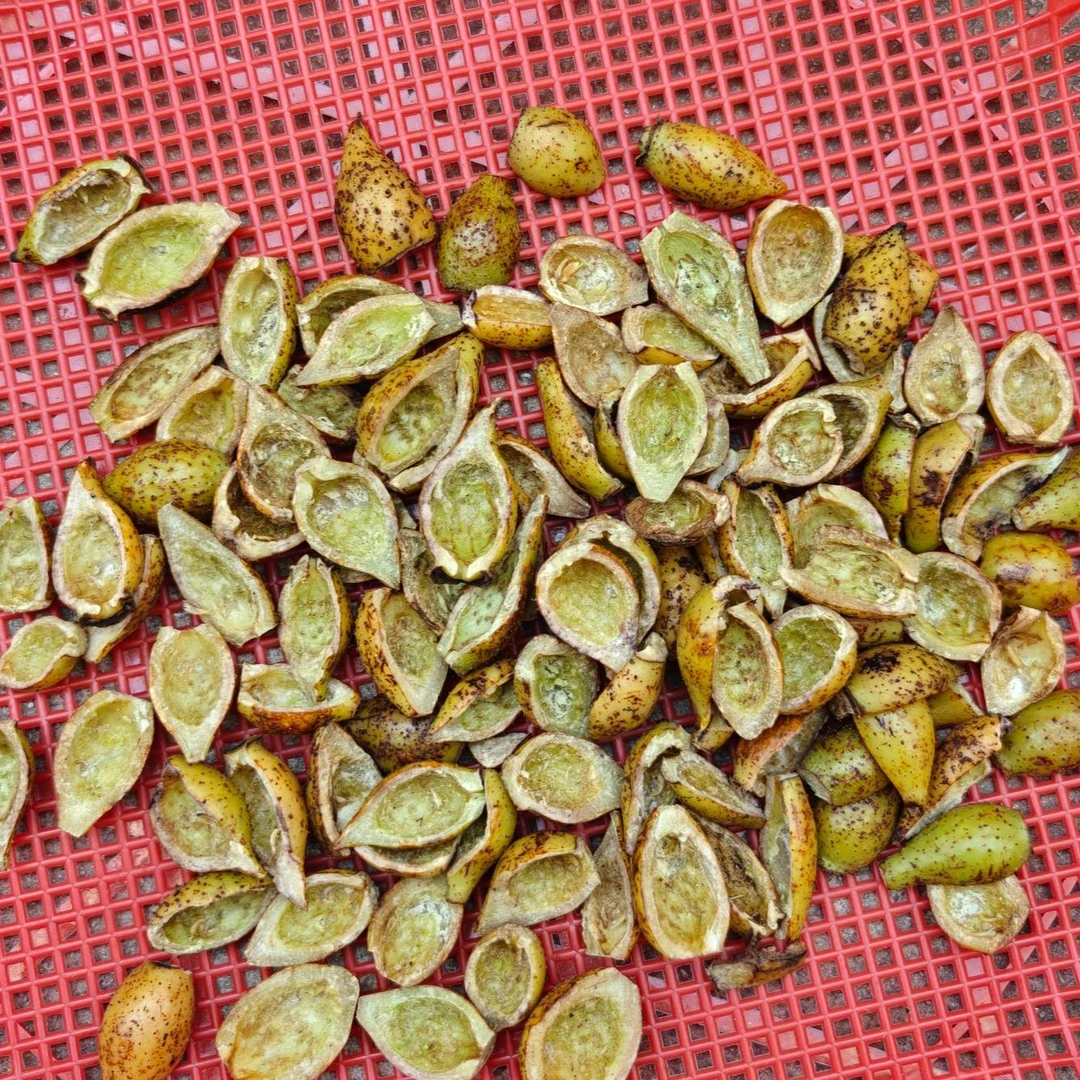 开边去籽深山鲜果金樱子2025贵州深山新鲜金樱子