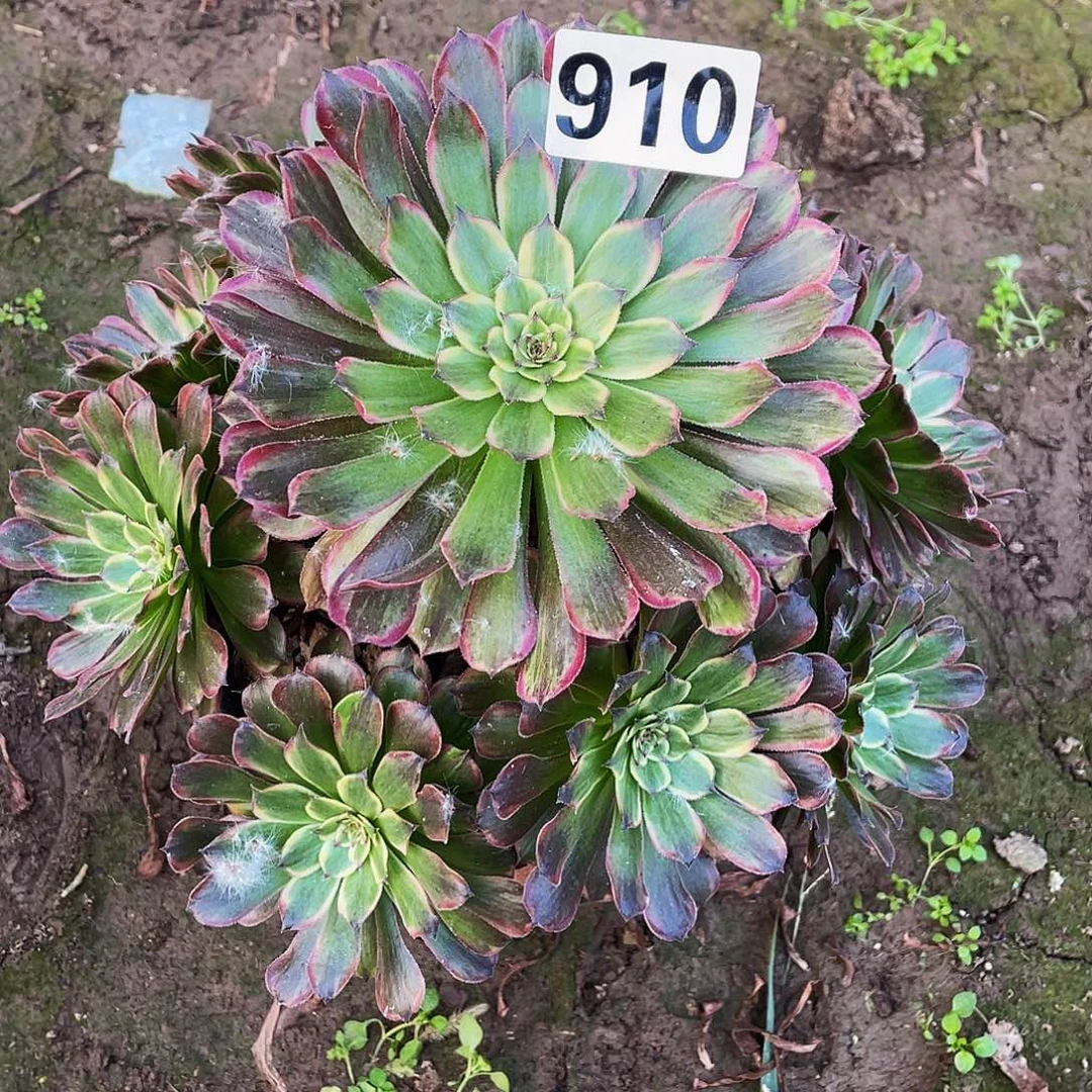 多肉法师910号玲珑发货不包损