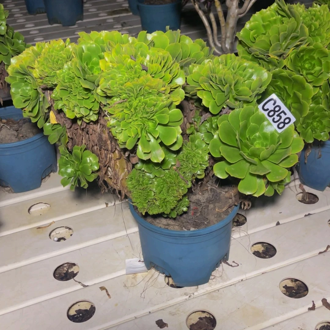 绿杨蓉7//24包邮法师