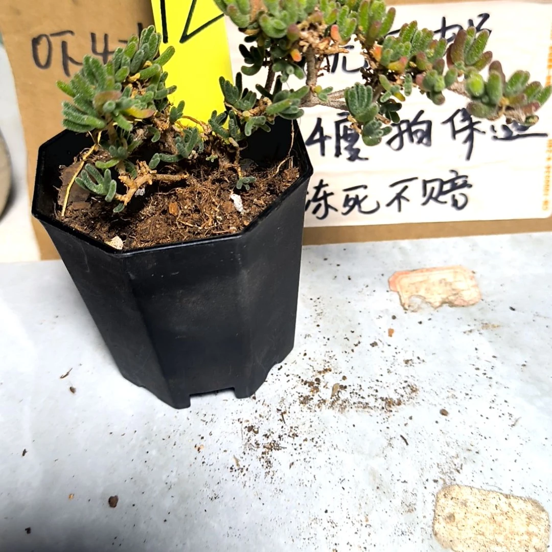 满6元包邮，#12号红宝石枝干老庄