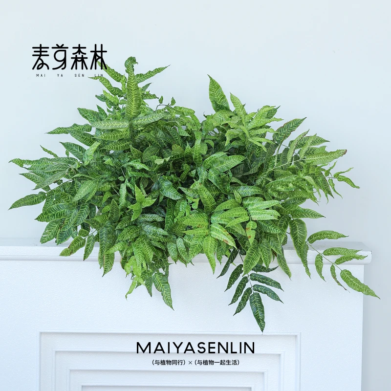 金色斑马蕨蕨类室内外庭院桌面观叶植物吸甲醛净化空气