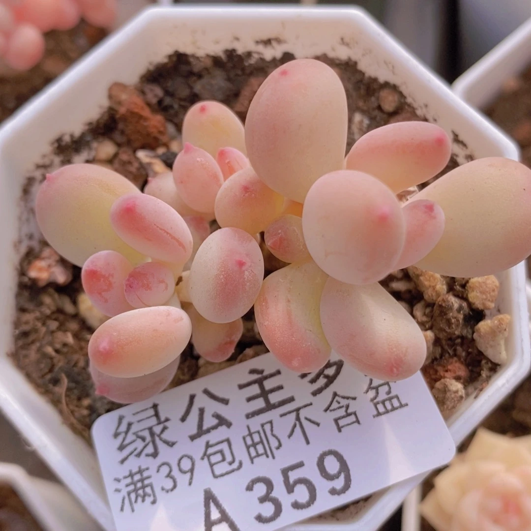 二代苹果奶5cm359多肉植物