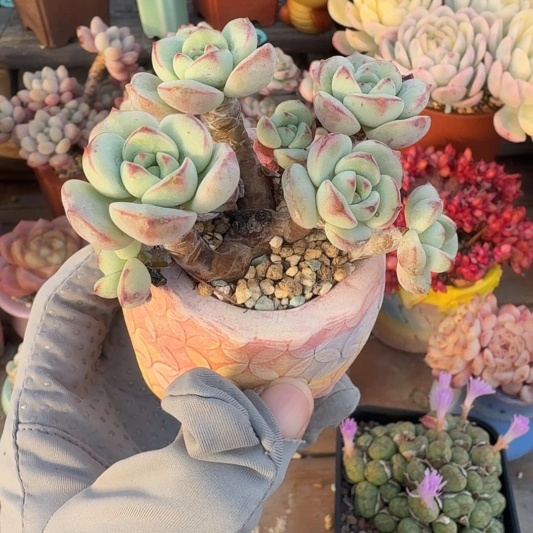 香草 多肉含盆土 一物一拍