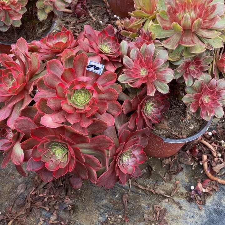 一对不包断肢法师