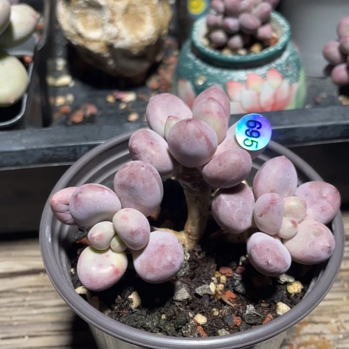 贵妃奶酪多肉植物