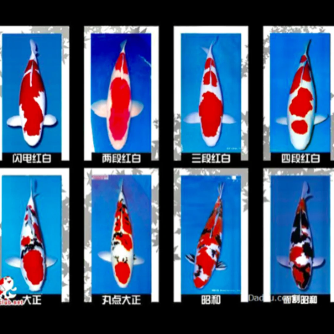 锦鲤观赏鱼渔场直销