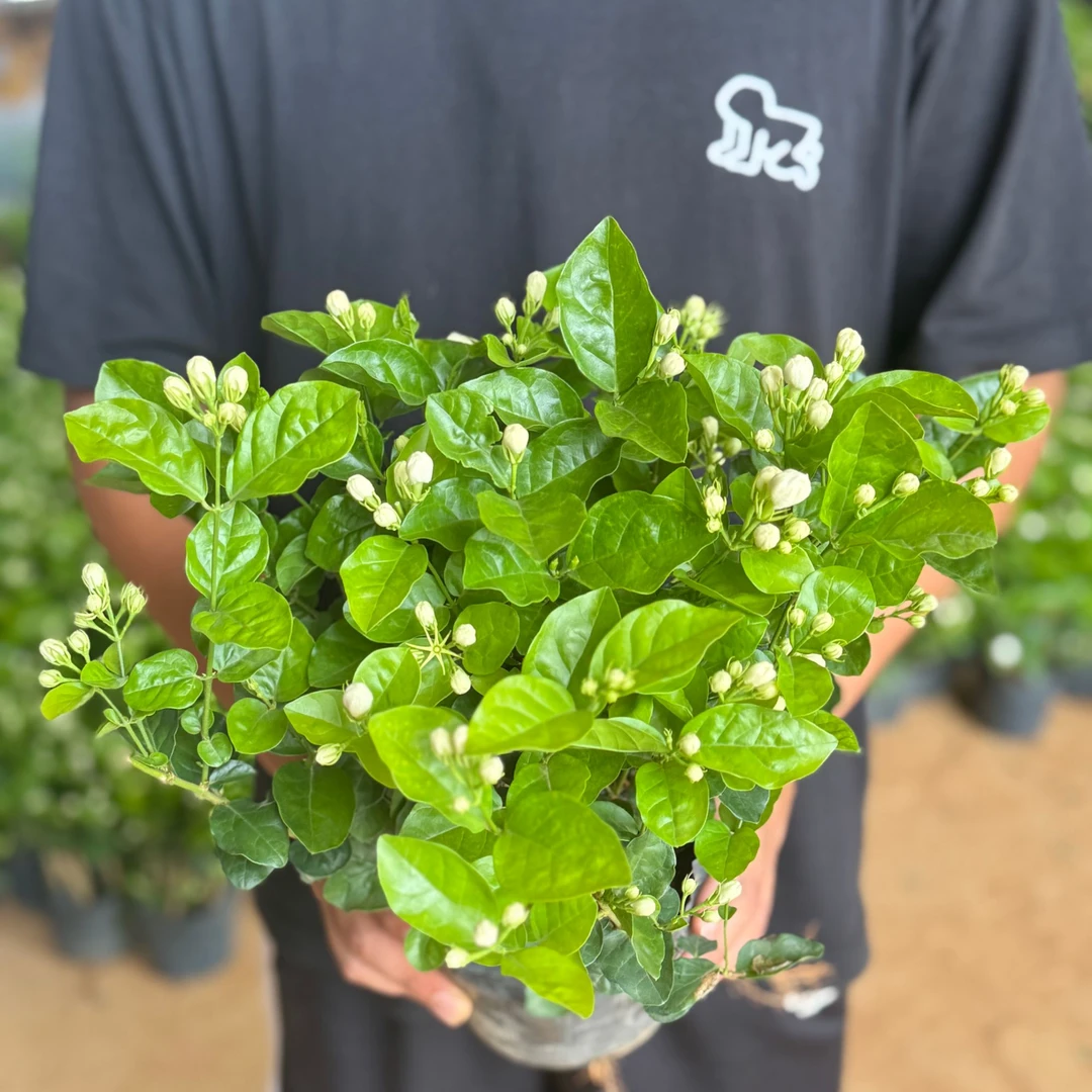 横州市茉莉花之乡培育基地香水茉莉花可地栽清香开花【带花苞】