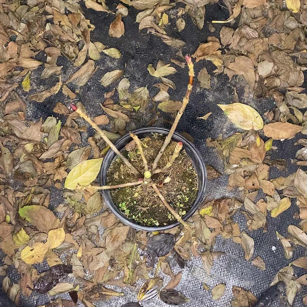 当前无花栽培后可以开花波姆