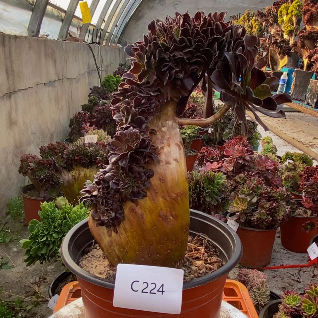 欧紫缀c224所见即所得