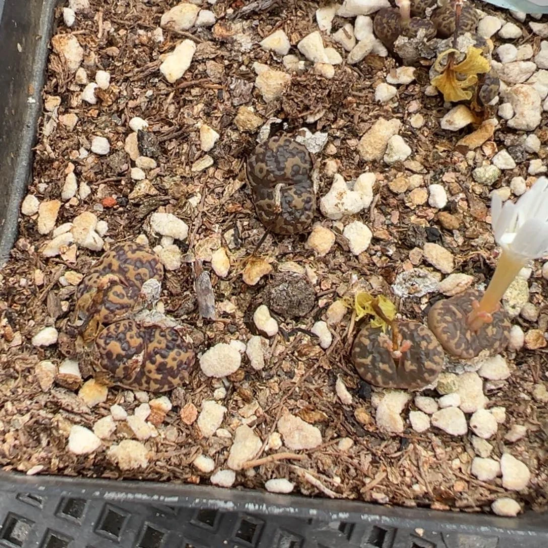 19-38泡泡勋章多肉植物