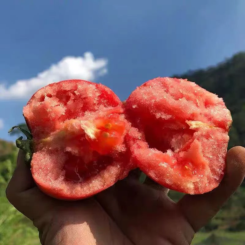 【精品】云南高山新鲜沙瓤西红柿自然熟露天种植