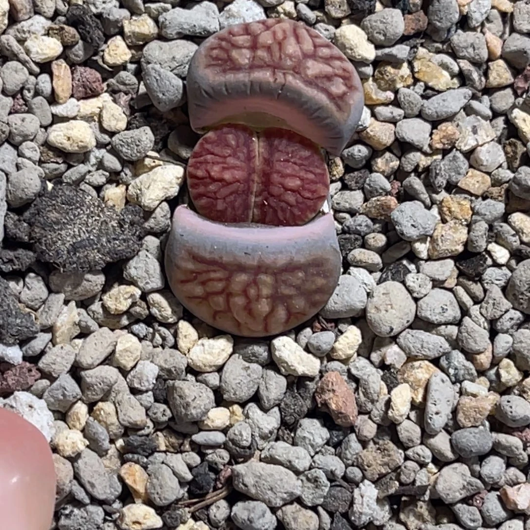 8166莲花红窗菊一颗