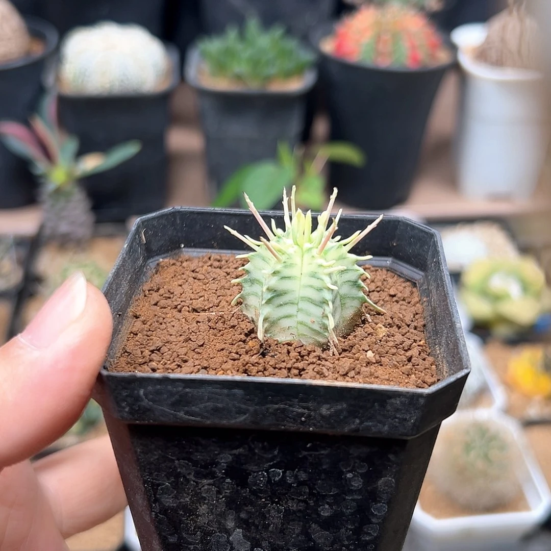 无花朵斑马大戟2.6CM