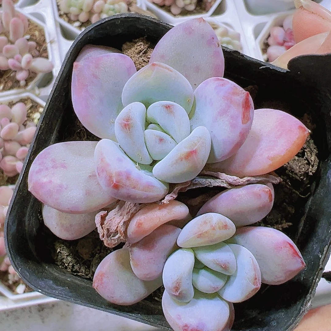 星星雪2个混发19包邮