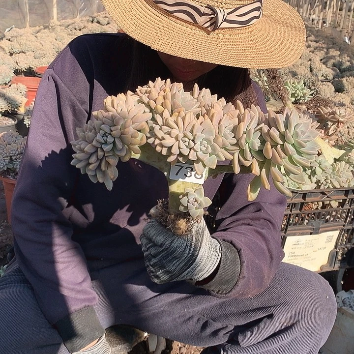 736 淡雪缀 一物一拍