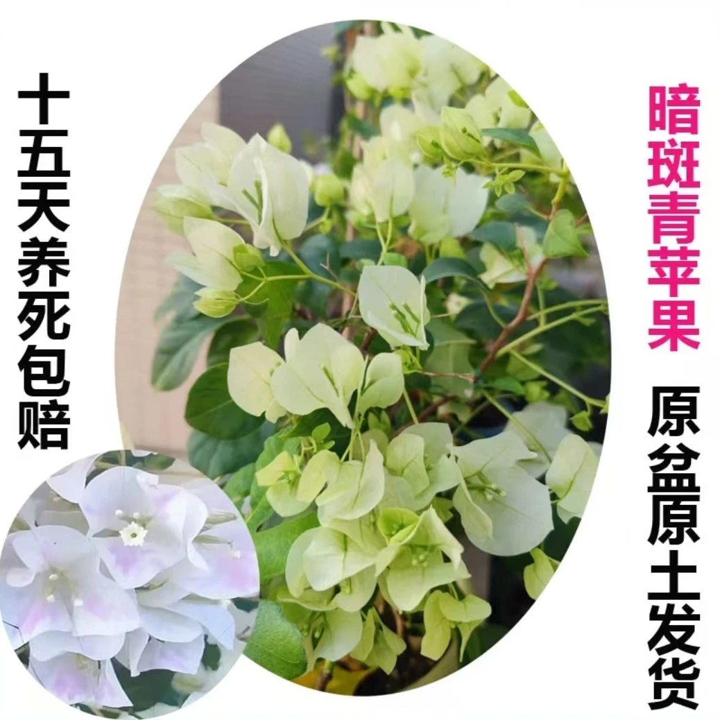 暗斑青苹果（三角梅）原生大苗四季开花老桩爬藤植物