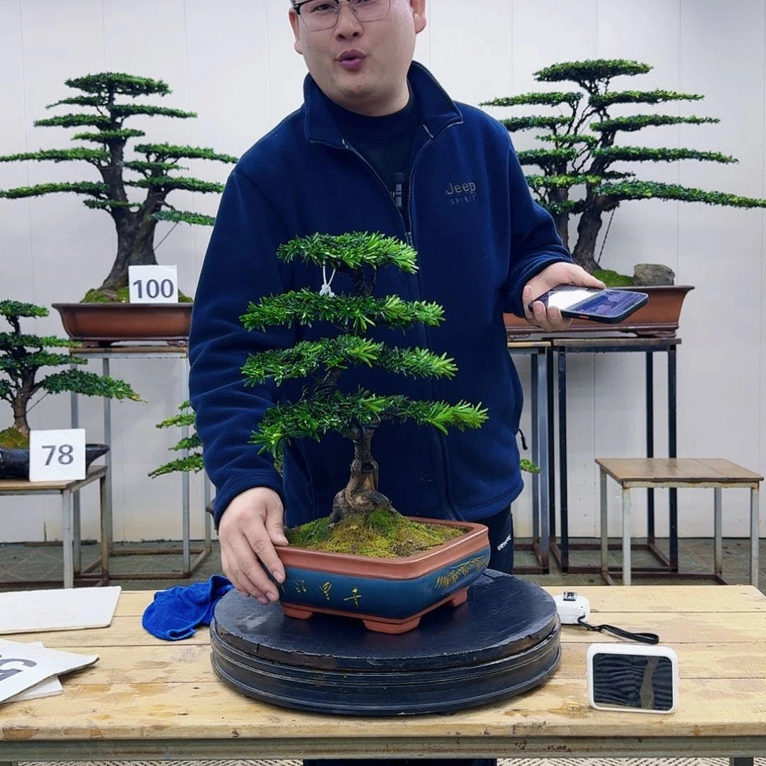 盆景米叶罗汉松盆景