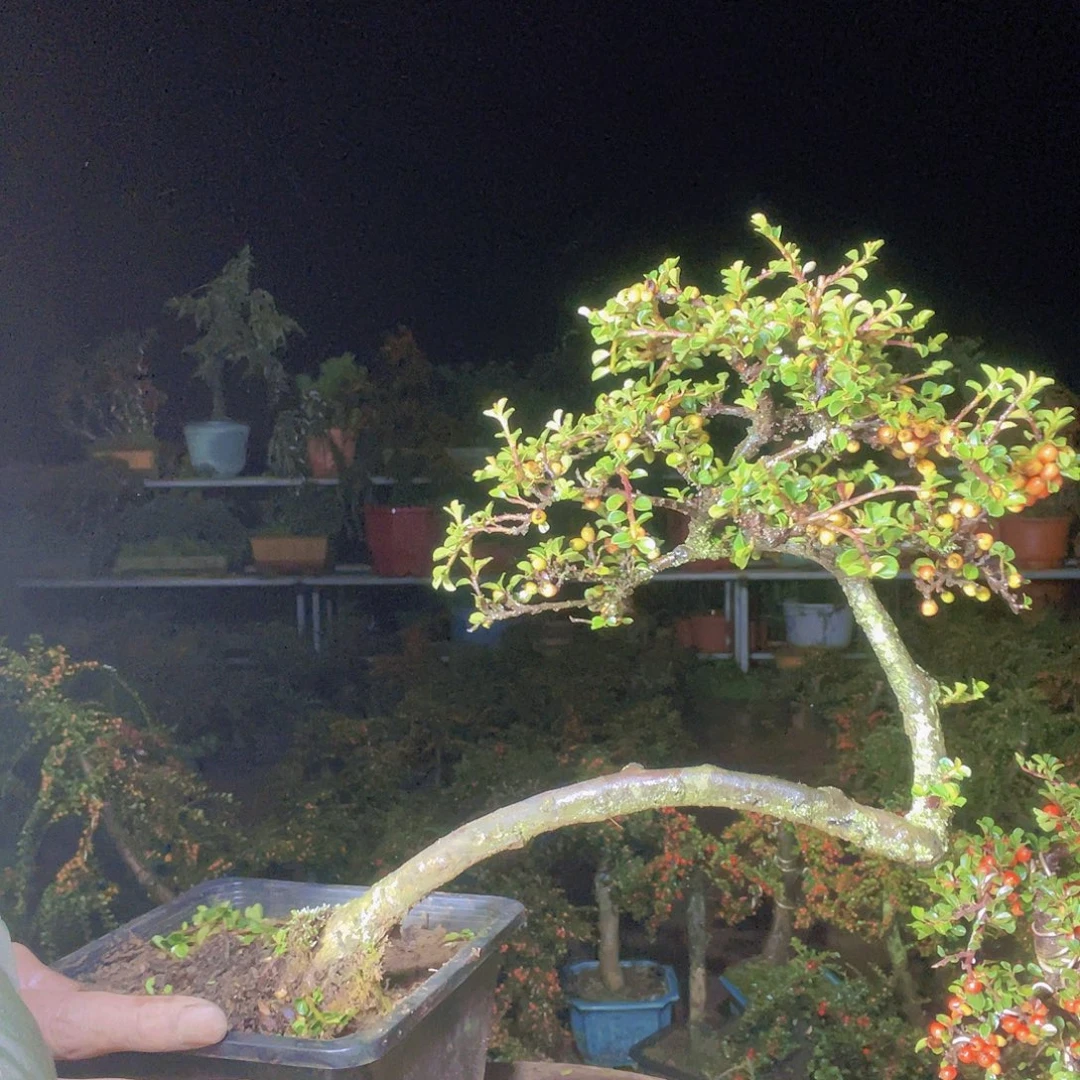 无花朵荀子盆景园区