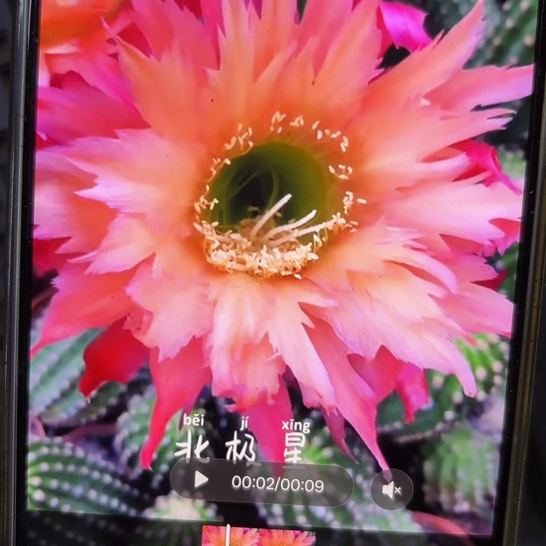 北极星毛侧牙20包邮42