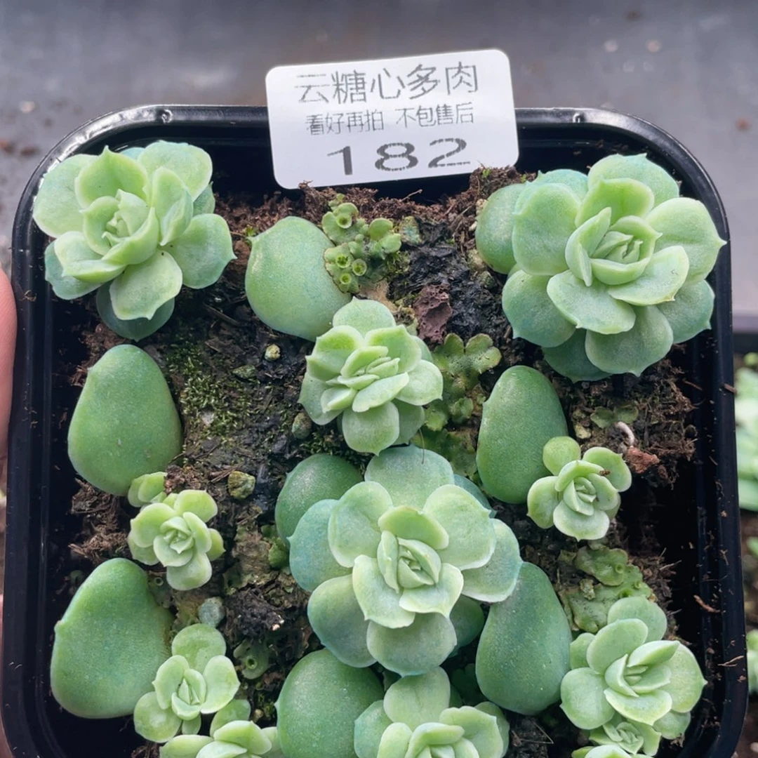 云糖心多肉植物182