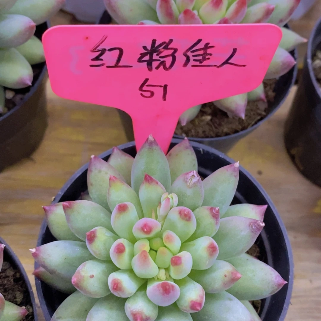 清货场，仅限今天，不对