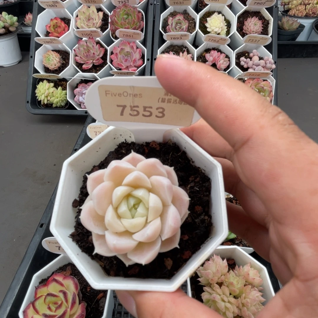 7553白月影4.5厘米
