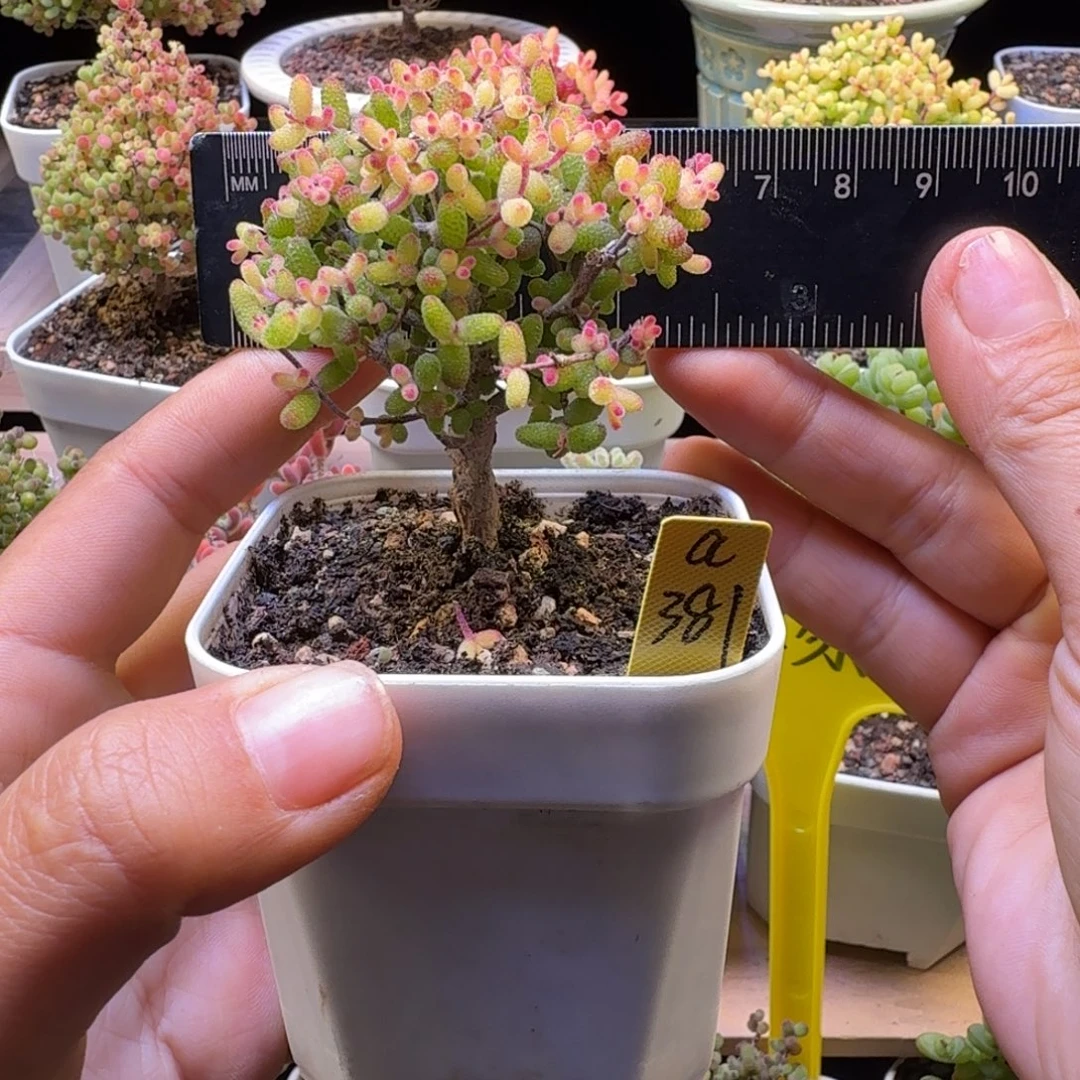 a381后糖球锦假飞机猪冠服6厘米左右