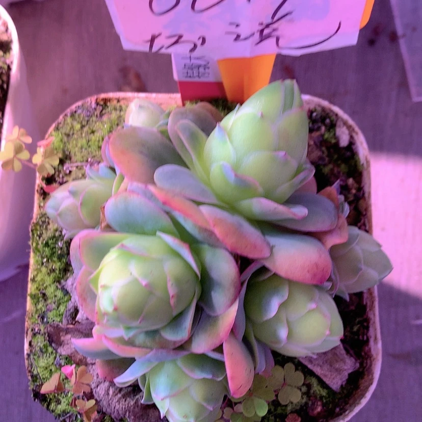 【闪购商品】yjj0017