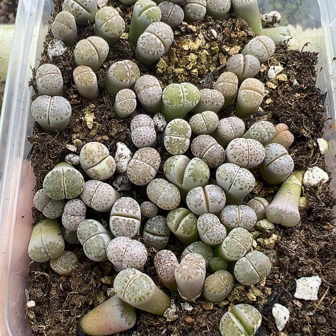 3285饼干小苗清货福利
