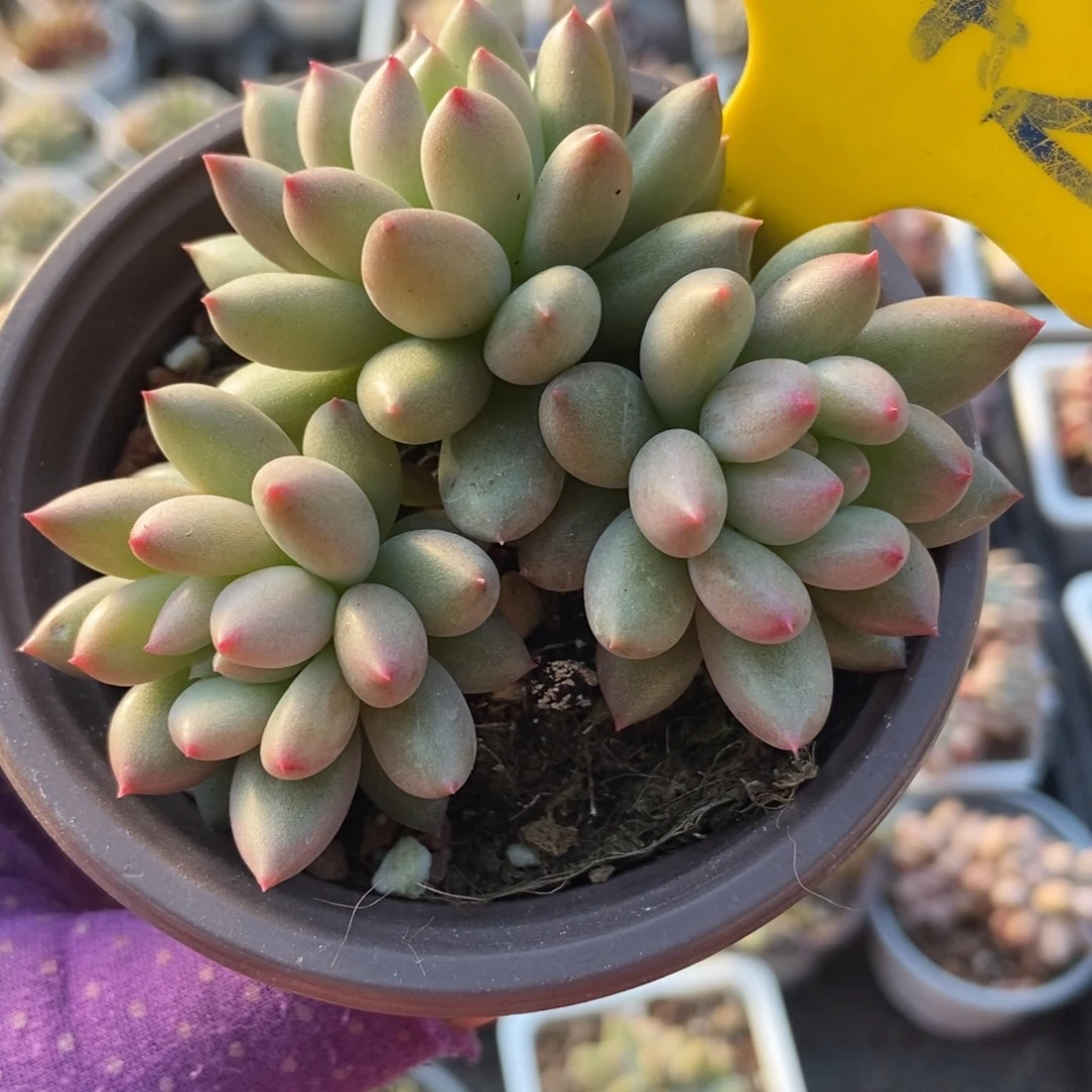 942岩字多肉植物多肉