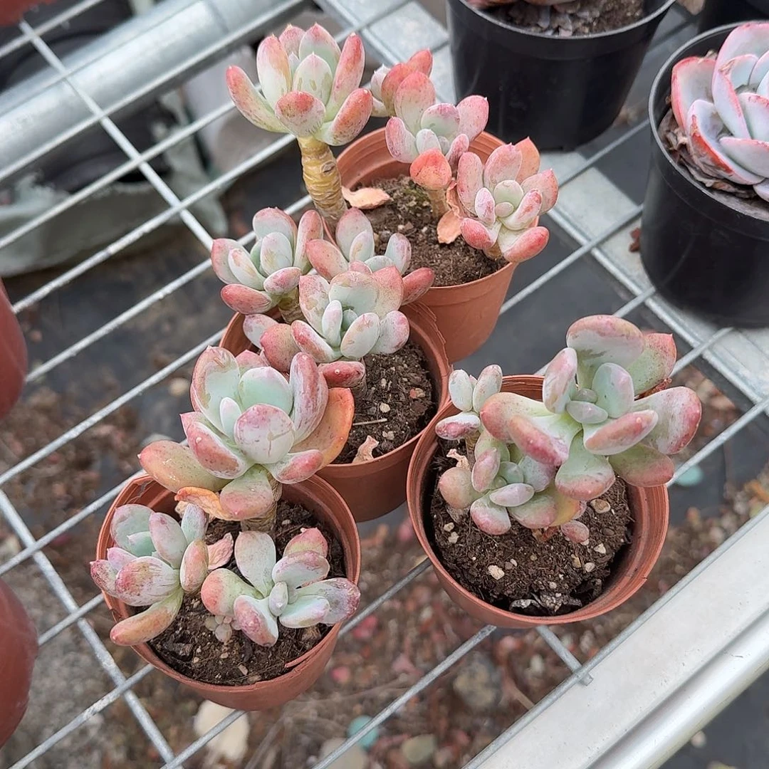 灰姑娘多肉植物精品
