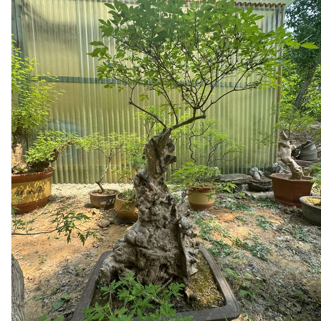 盆景园艺树木多拍链接