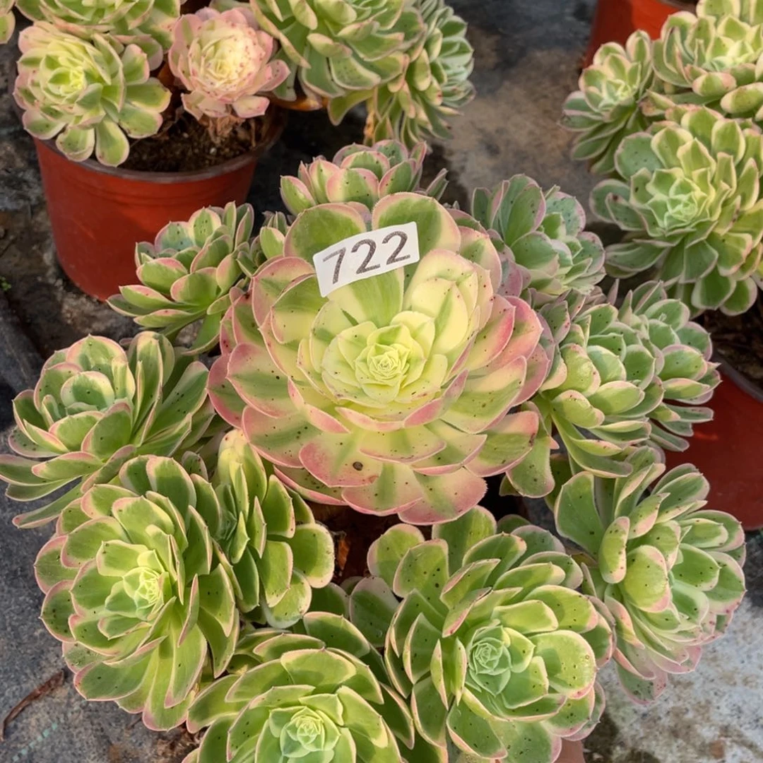 孔雀翎多肉植物老桩