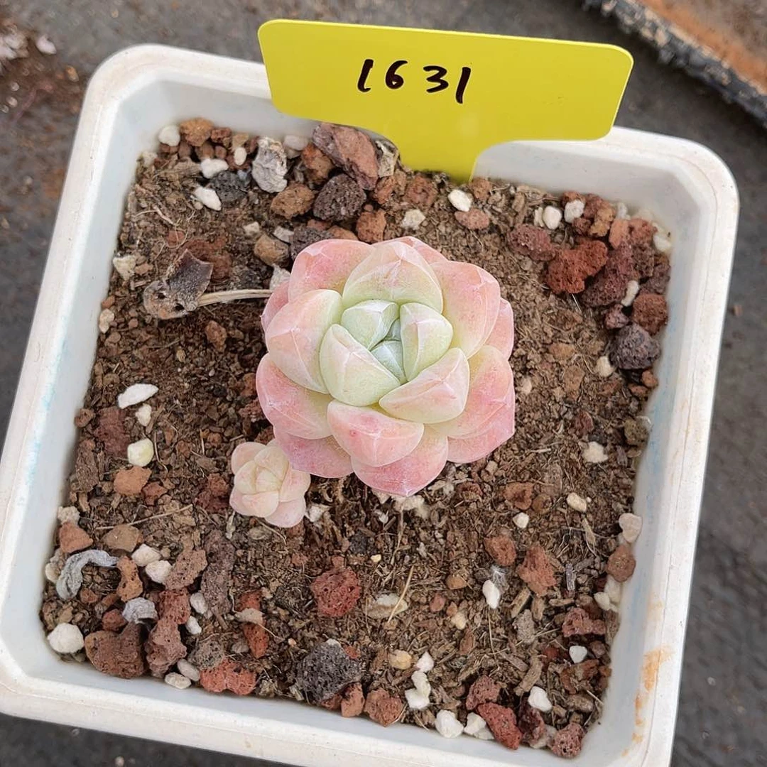 小****_1631冰玉单头冠幅4