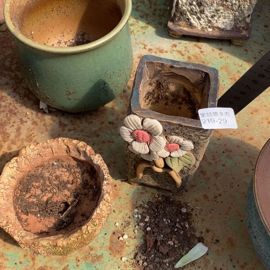 红陶向****儿29号多肉盆一个呀