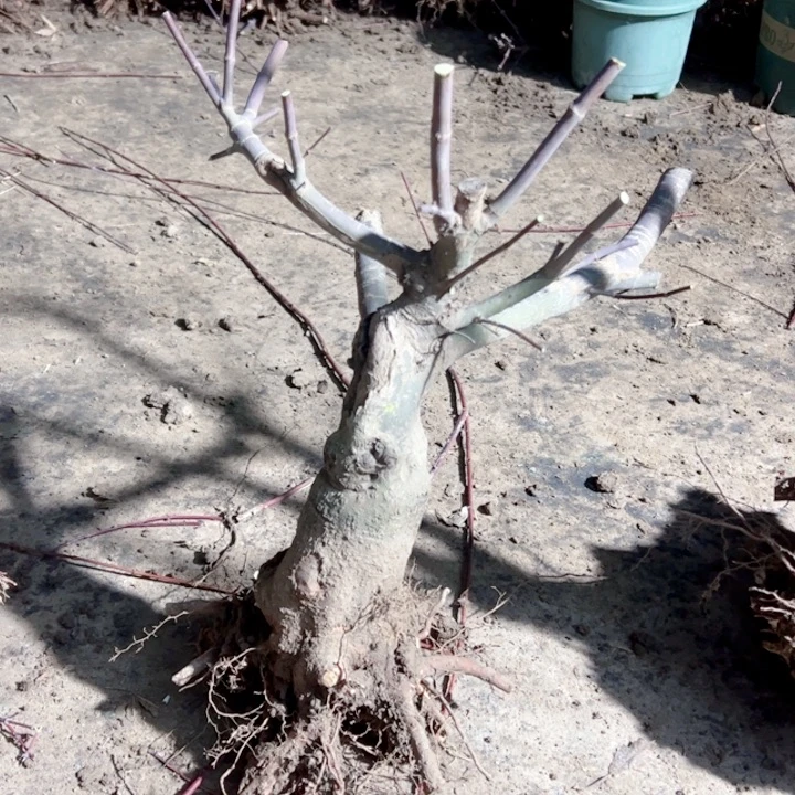 转***角无花朵枫树……枫树