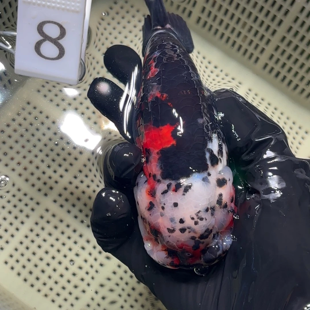 金鱼运费到付，或者拍包装包邮