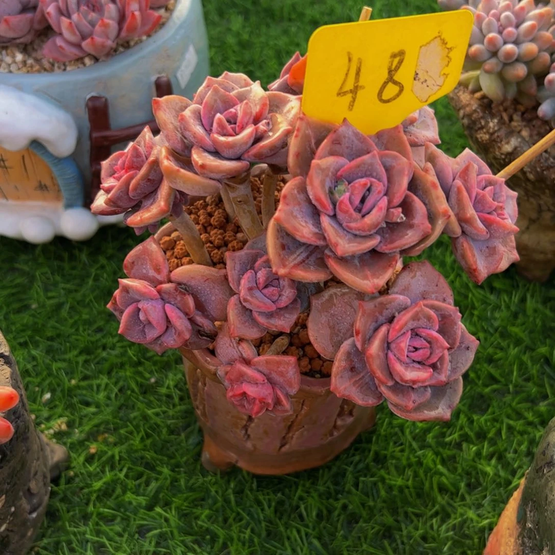 安**身彩虹糖小老桩带盆48