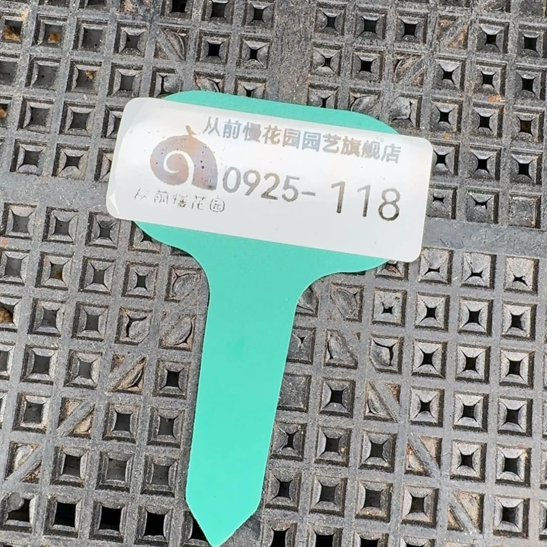 从前慢多肉精选编号0925.118