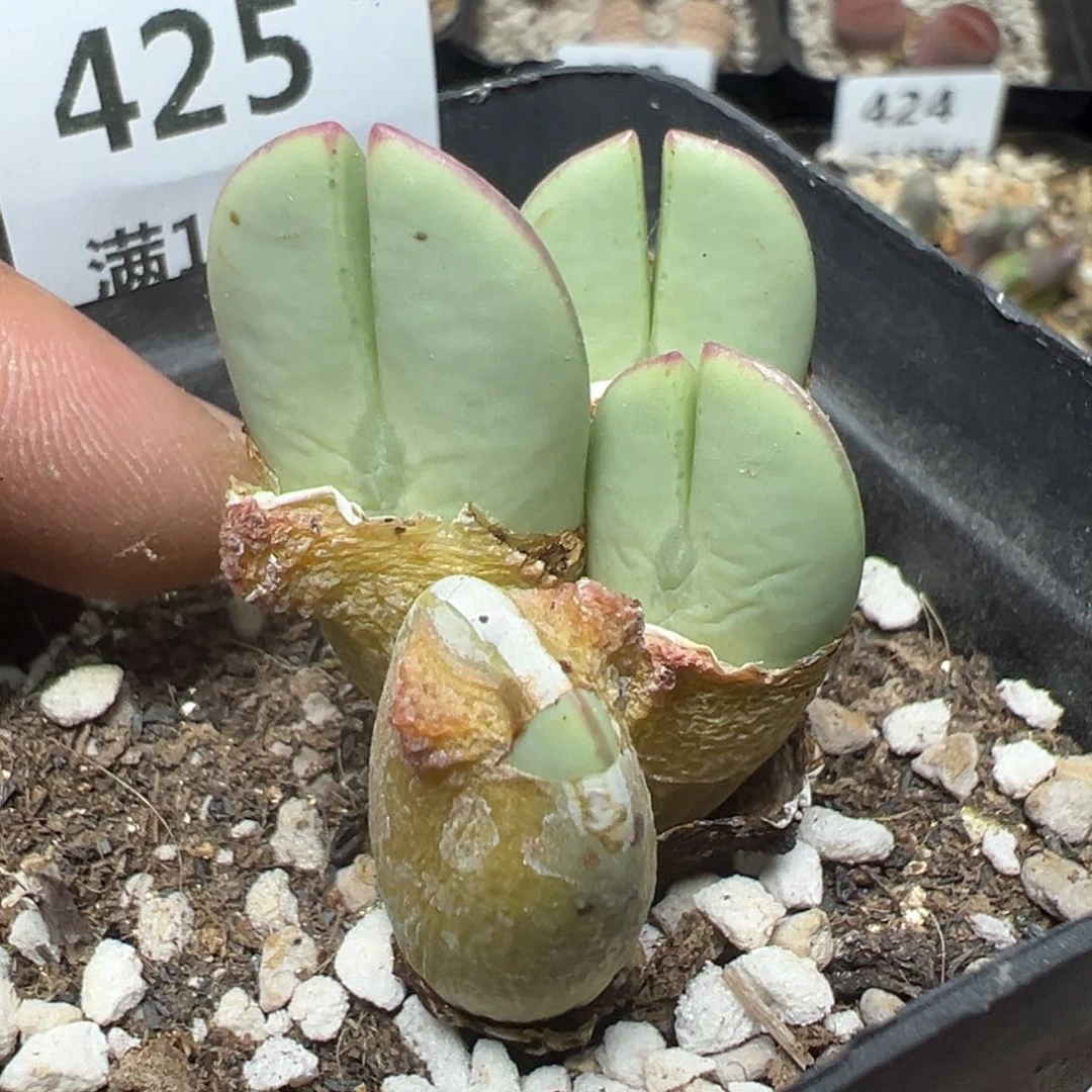 【闪购商品】 425。