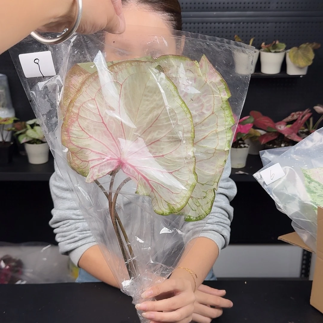 完全开放纯洁的心9