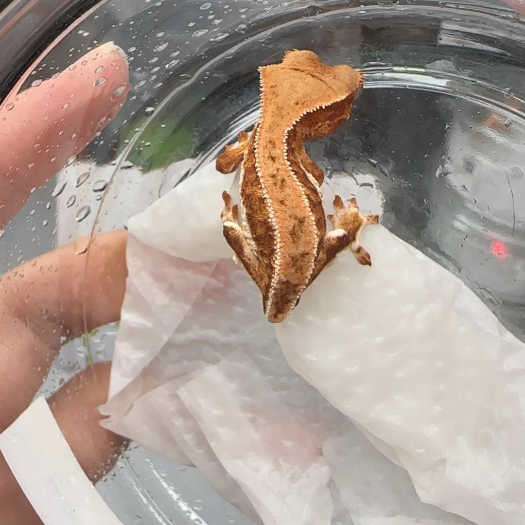 睫角守宫6号宝宝宝宝宝宝宝宝宝宝宝