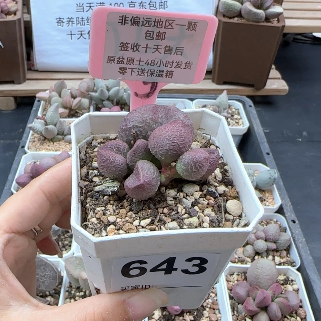 643水蜜桃多肉植物