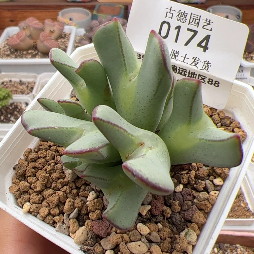0174号 少将多肉植物