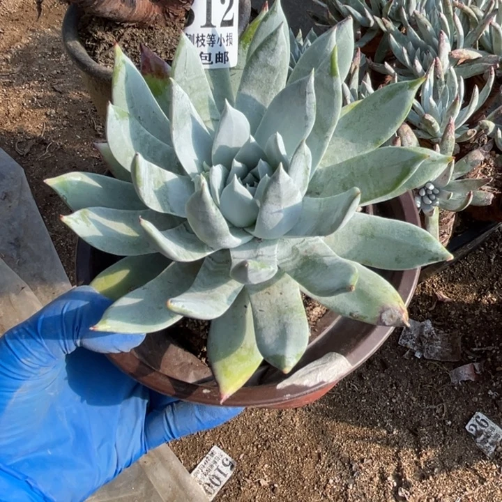 312号雪奴多肉植物