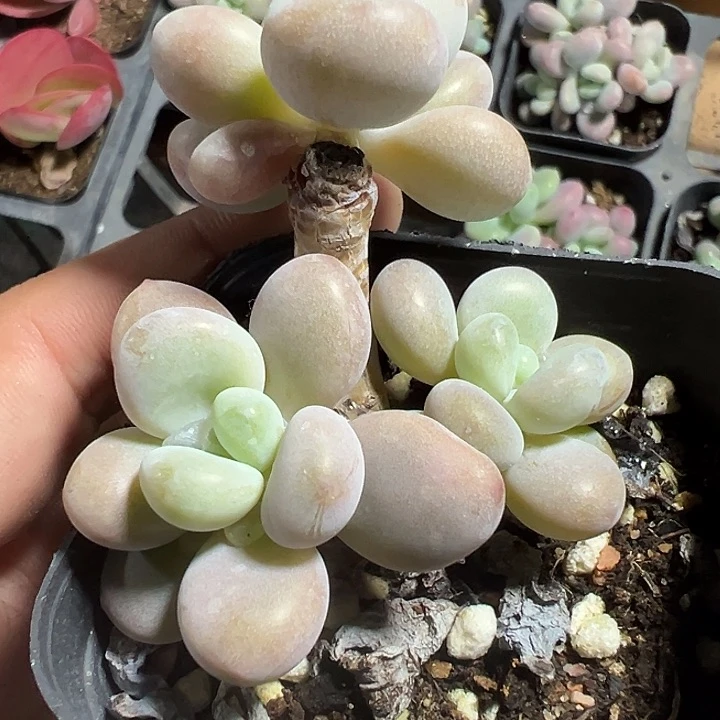 红洛神精品多肉植物