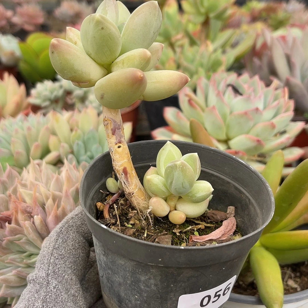 用****4056。 11111111111