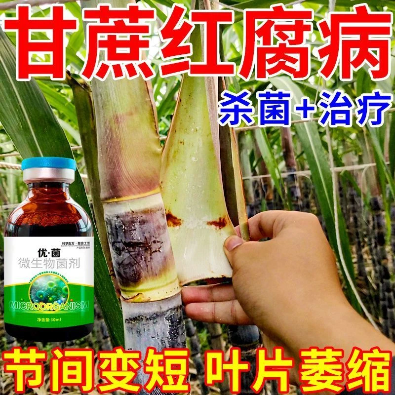 雨后甘蔗病全治甘蔗赤腐病黑腐病红壳病甘蔗开裂梢腐病专用杀菌剂