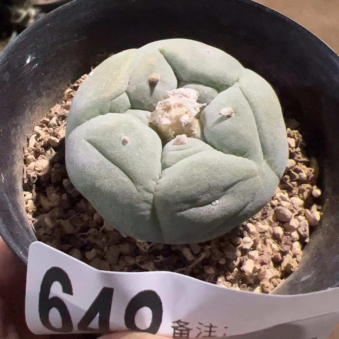 一***…实生大尤仙仙人球648